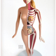 Illustration for article titled These sculptures reveal the muscles, bones, and organs inside toys